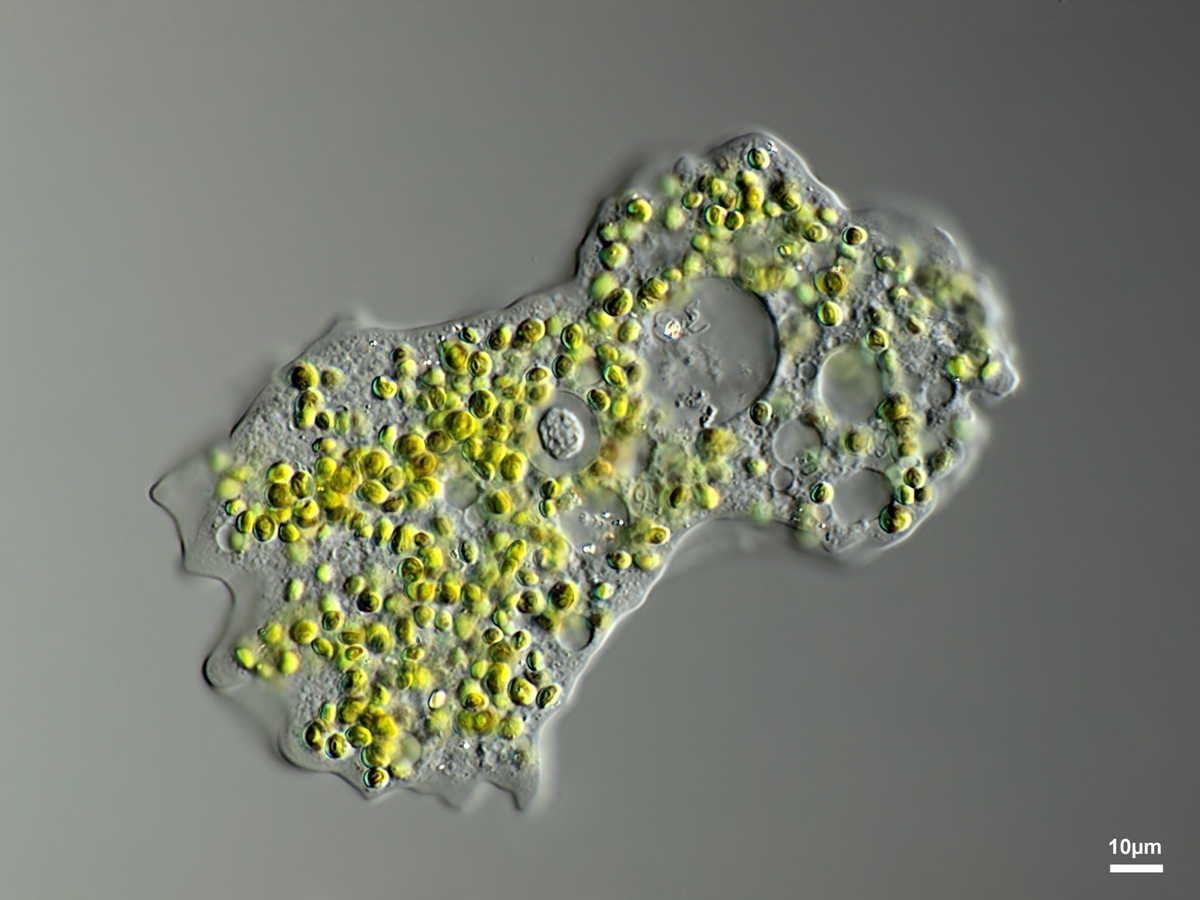  Mayorella viridis alawys has Chlorella symbionts 