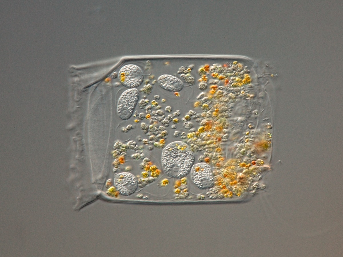  Viridiraptor invadens 