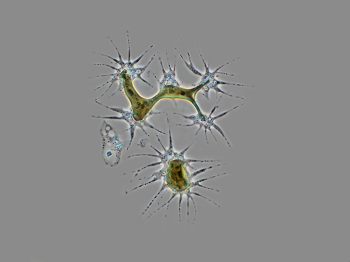  Syncytium of Chrysamoeba with shared plastid 