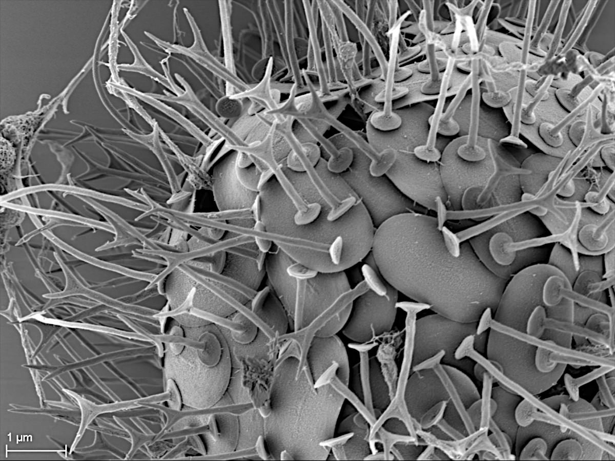  Acanthocystis turfacea 