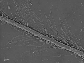  Long anterior cilium of a stramenopile cell. 