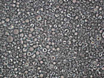  Foraminifera  