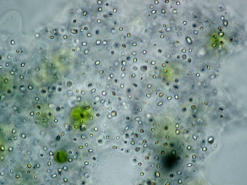  Foraminifera  