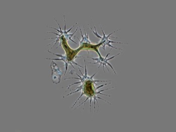  Syncytium of Chrysamoeba with shared plastid 
