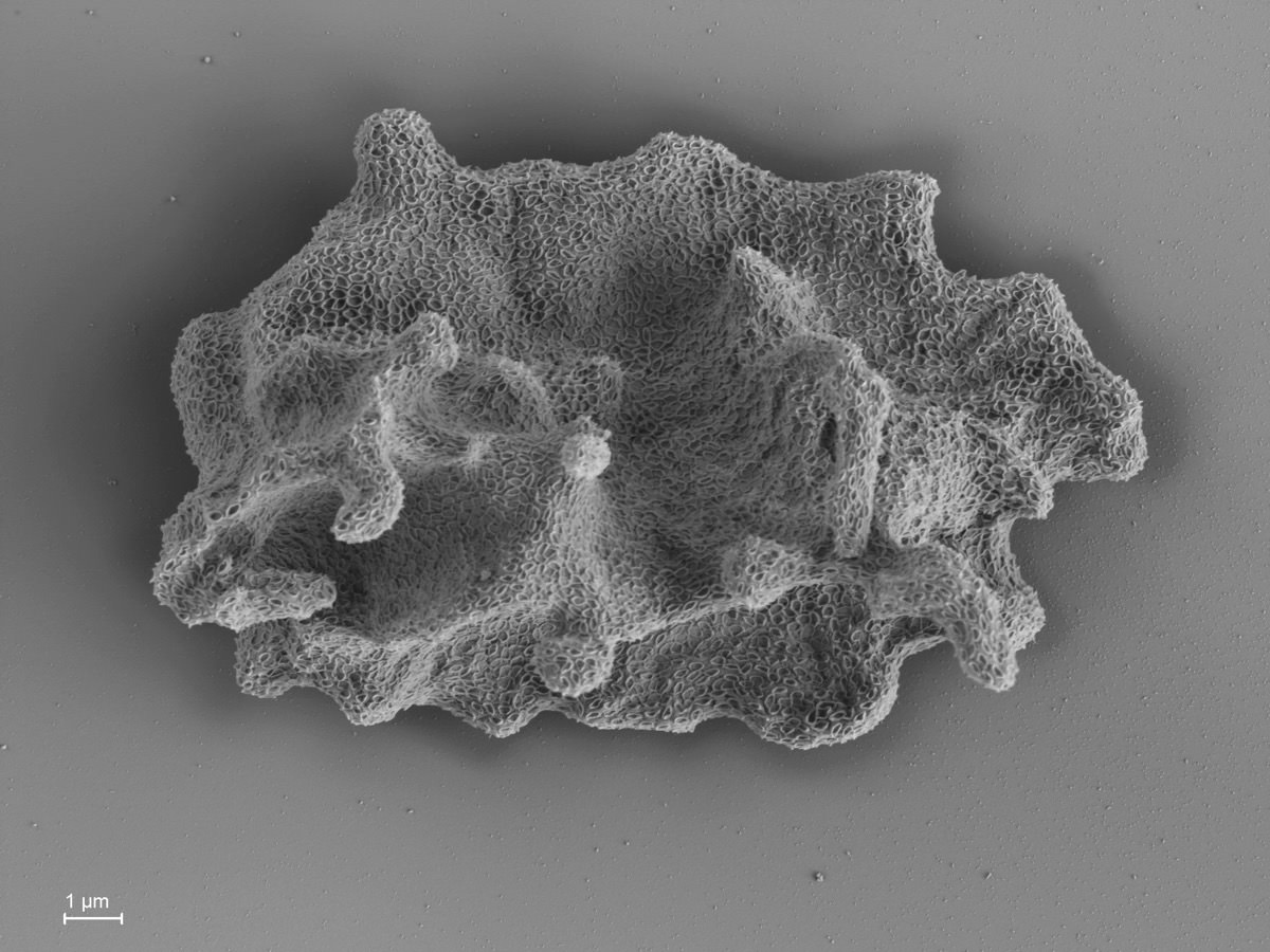  Paramoeba atlantica 