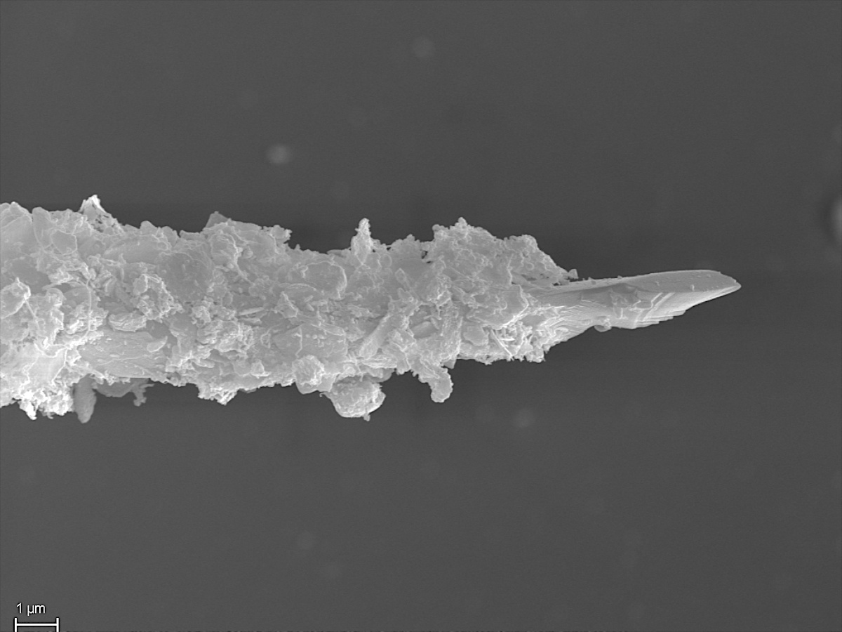  Centropyxis aculeata 