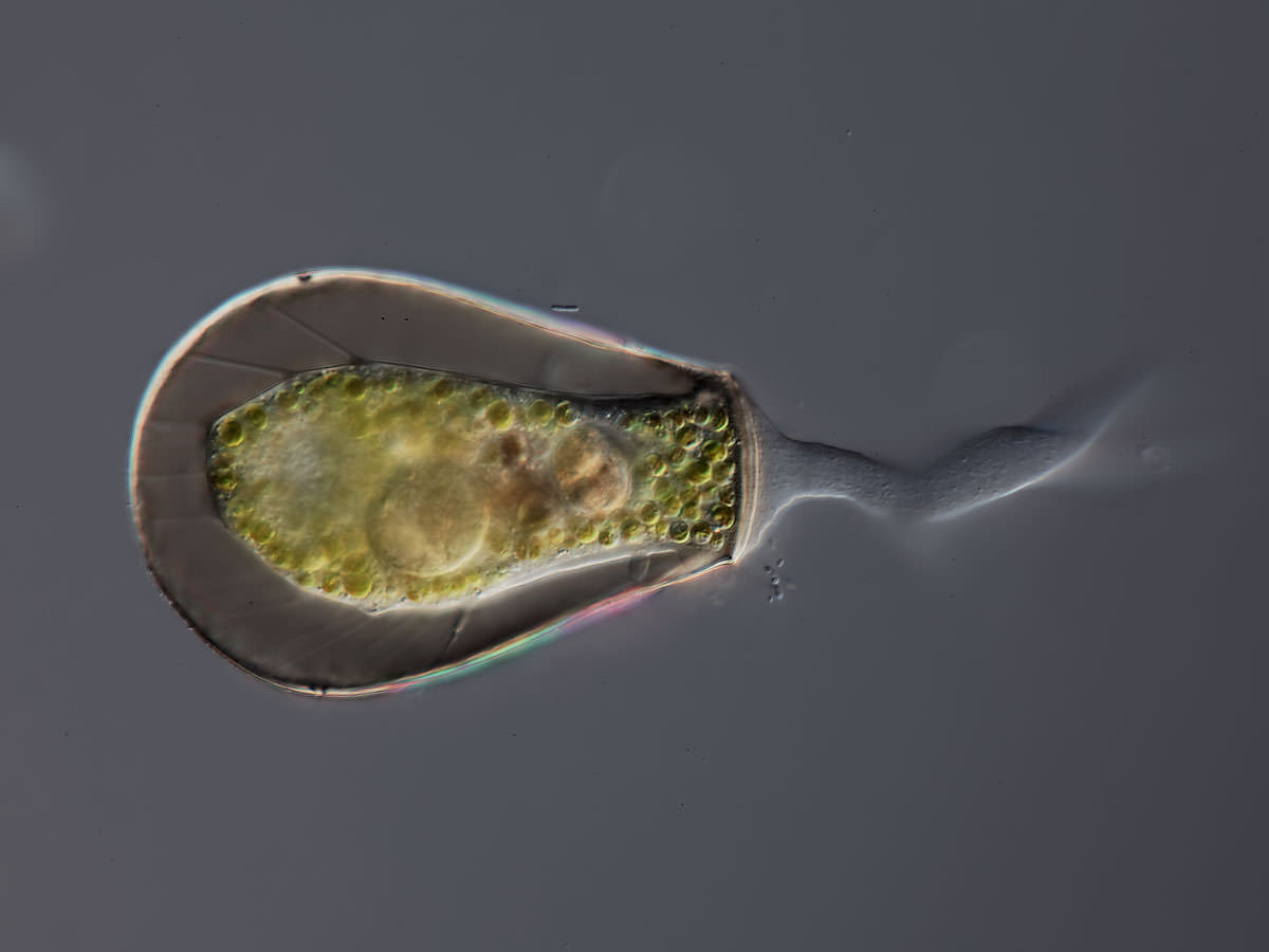  Hyalosphenia papilio 