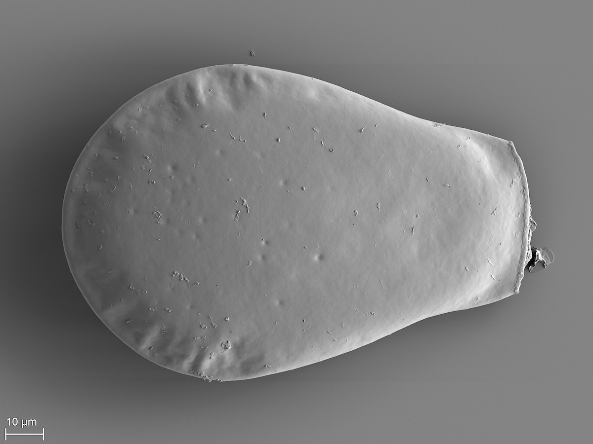  Hyalosphenia papilio 