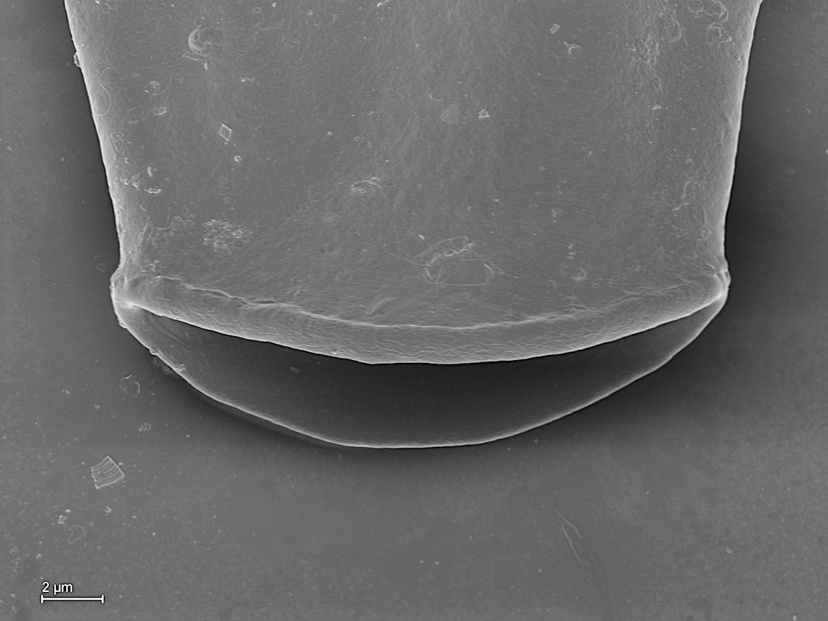  Hyalosphenia papilio 