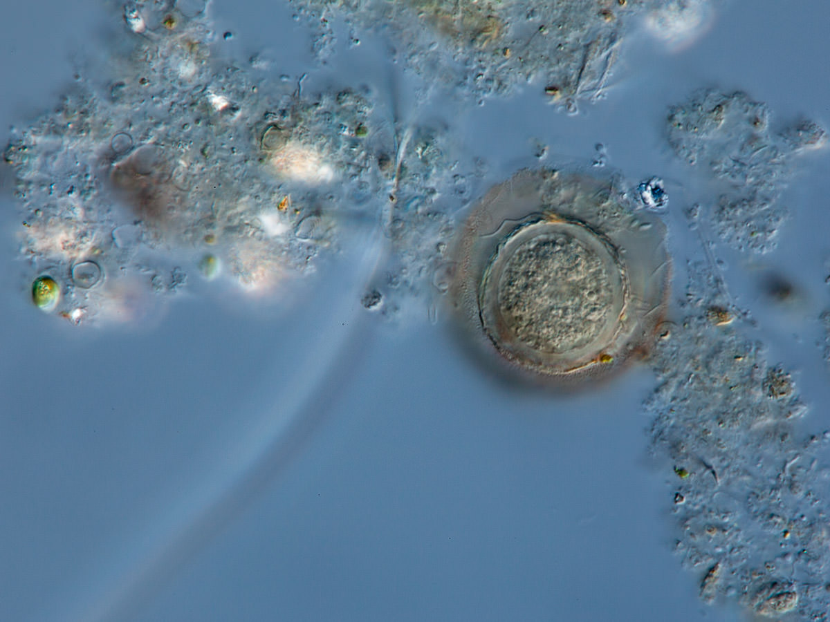  Microclamyiidea sp. 