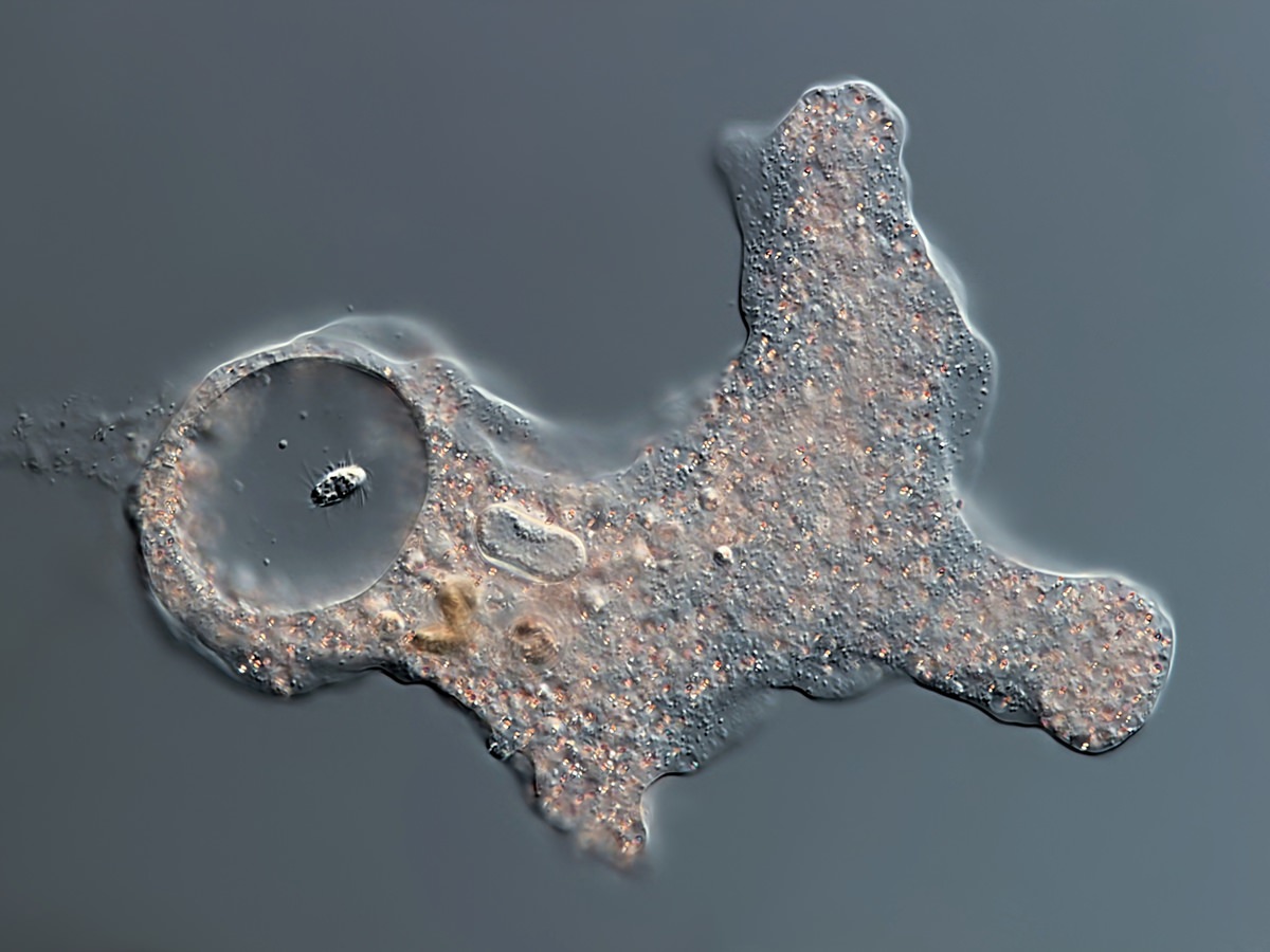  Amoeba proteus 