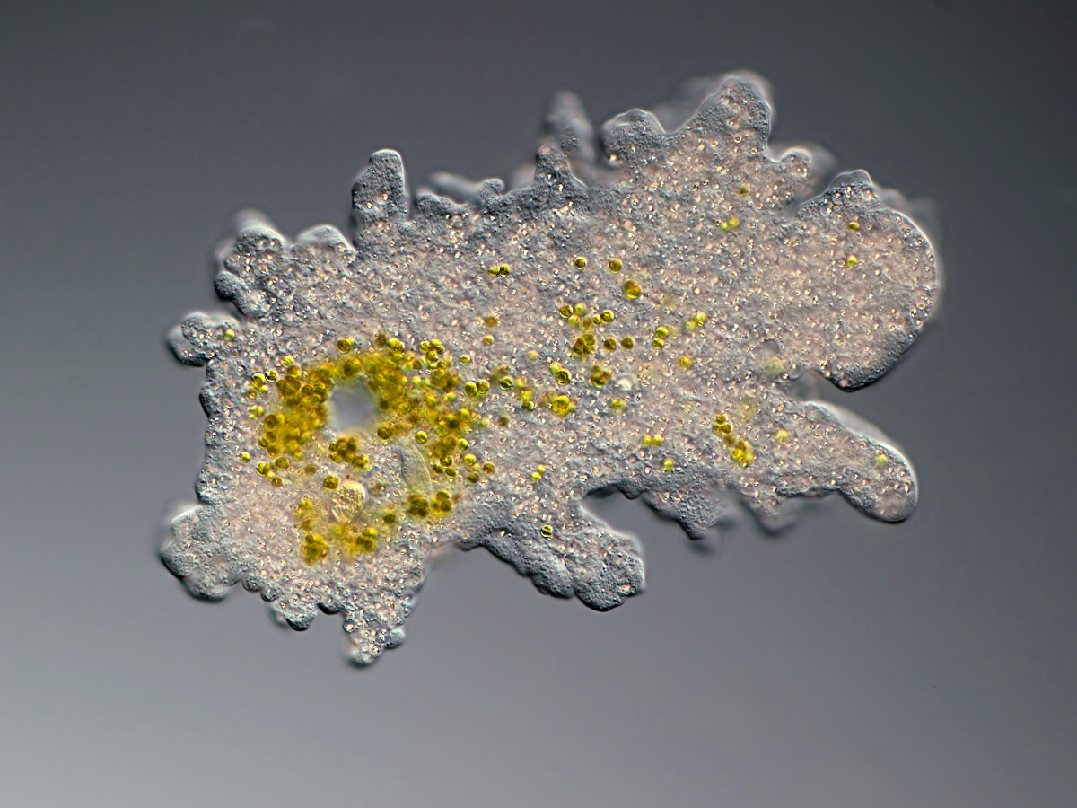  Amoeba proteus with zoochlorella 