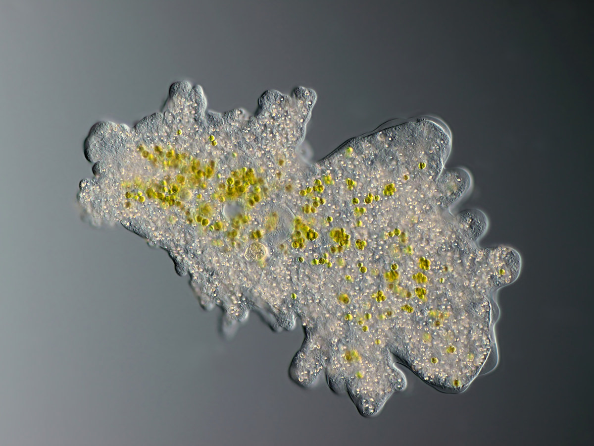  Amoeba proteus with zoochlorella 