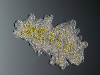  Amoeba proteus with zoochlorella 