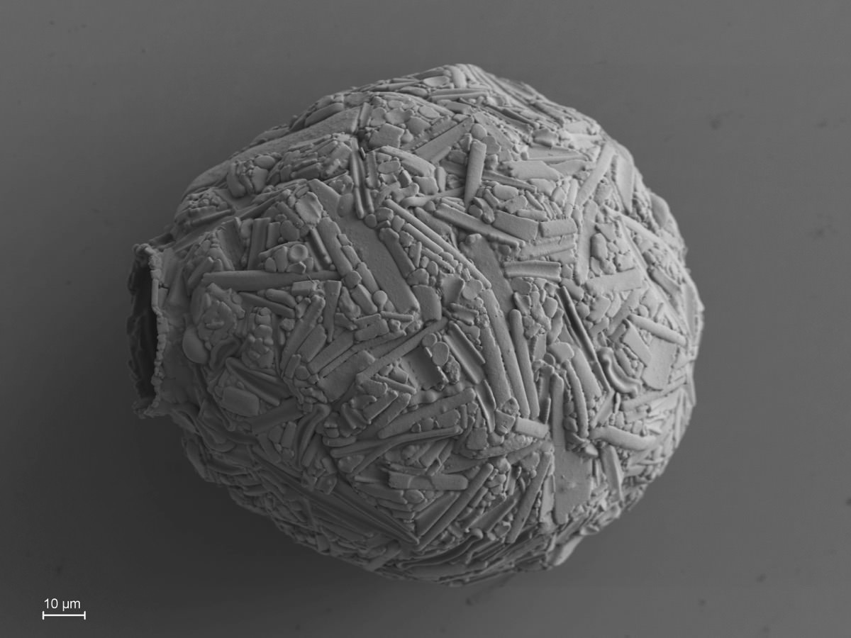  Netzelia tuberculata 