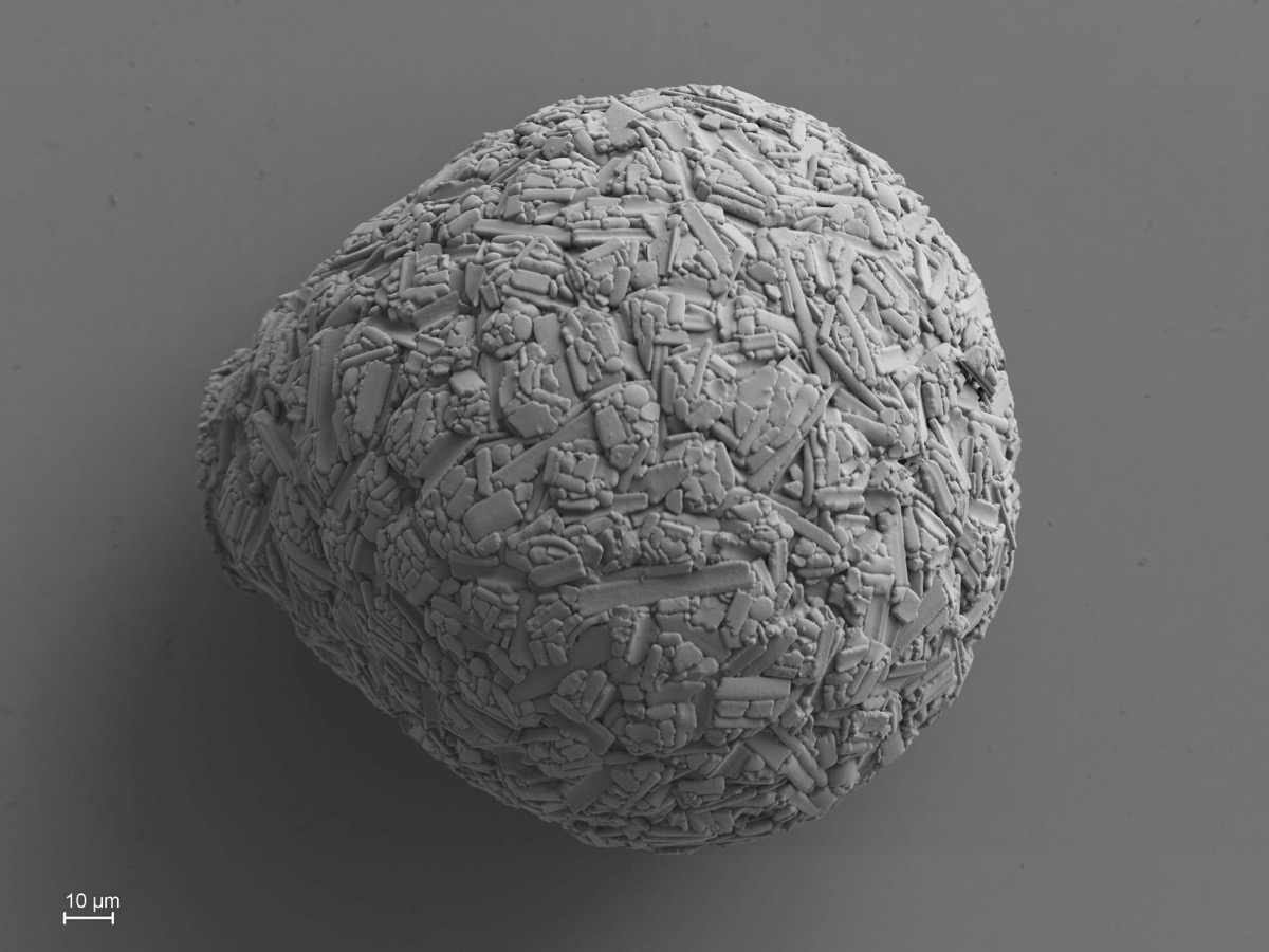  Netzelia tuberculata 