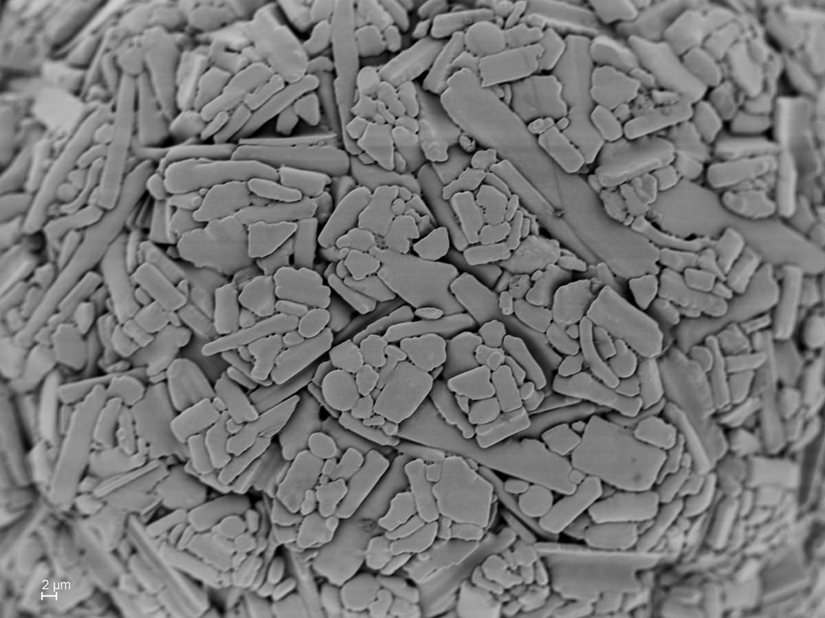  Netzelia tuberculata 