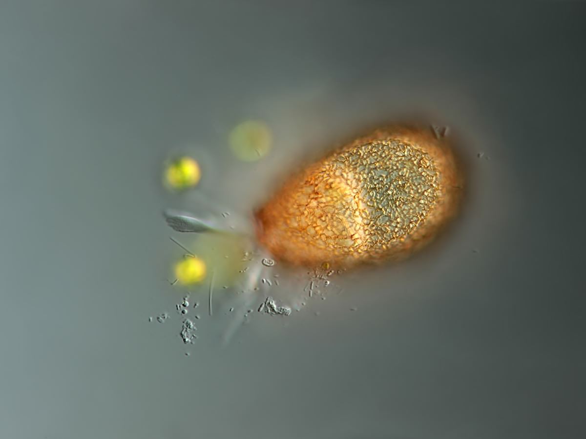  Netzelia oviformis 