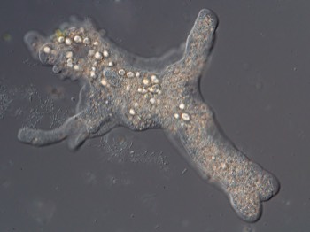  Amoeba proteus 